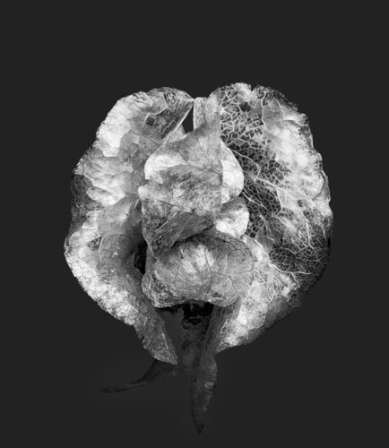 Zweite Schöpfung #8 von Sebastian Fink, Fotografie kaufen auf Singulart