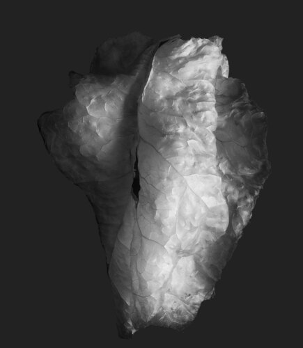 Zweite Schöpfung #52 van Sebastian Fink, Fotografie te koop op Singulart