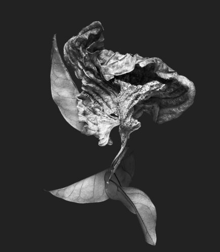 Zweite Schöpfung #172 von Sebastian Fink, Fotografie kaufen auf Singulart