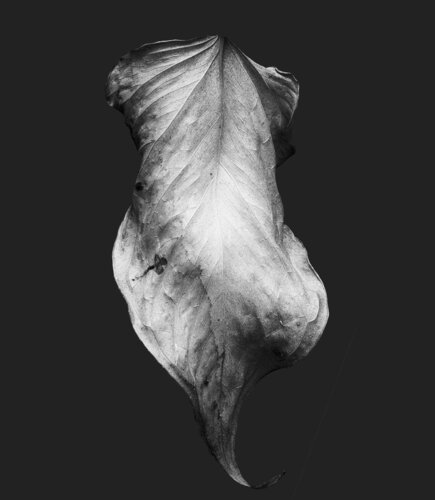 Zweite Schöpfung #173 von Sebastian Fink, Fotografie kaufen auf Singulart