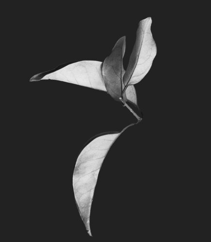 Zweite Schöpfung #174 de Sebastian Fink, Fotografía a la venta en Singulart