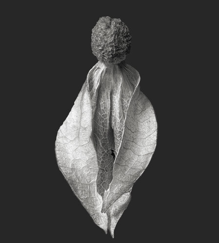 Zweite Schöpfung #200 von Sebastian Fink, Fotografie kaufen auf Singulart
