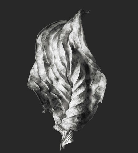 Zweite Schöpfung #225 von Sebastian Fink, Fotografie kaufen auf Singulart