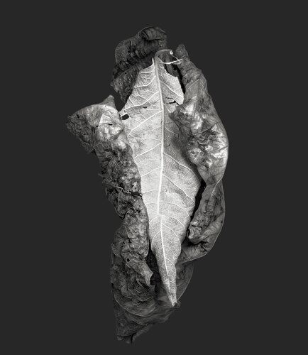 Zweite Schöpfung #17 von Sebastian Fink, Fotografie kaufen auf Singulart