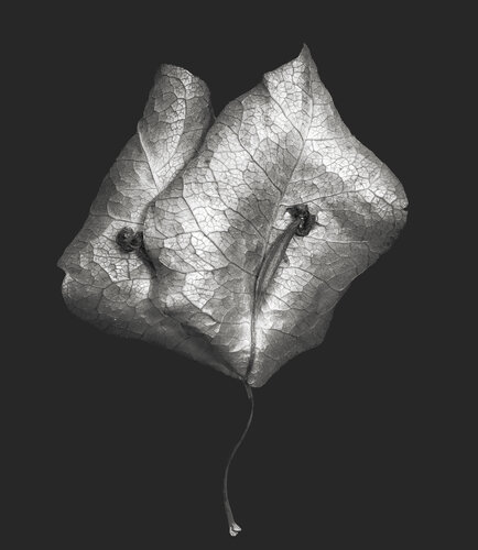 Zweite Schöpfung #129 von Sebastian Fink, Fotografie kaufen auf Singulart