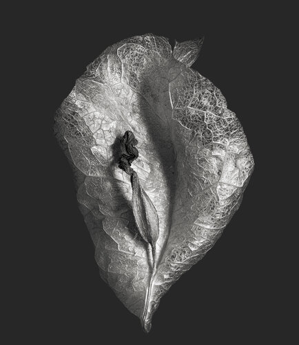 Zweite Schöpfung #127 by Sebastian Fink, Photography for Sale on Singulart