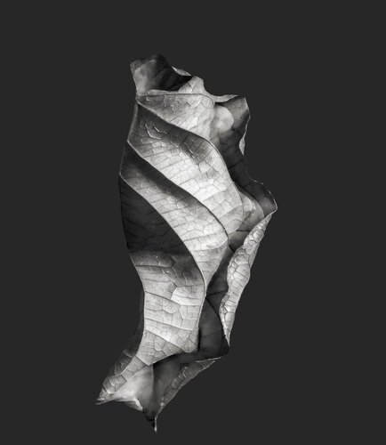 Zweite Schöpfung #121 by Sebastian Fink, Photography for Sale on Singulart