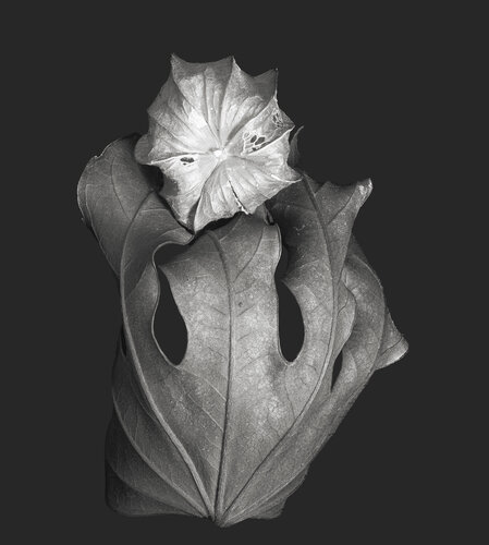 Zweite Schöpfung #219 par Sebastian Fink, Photographie en vente sur Singulart