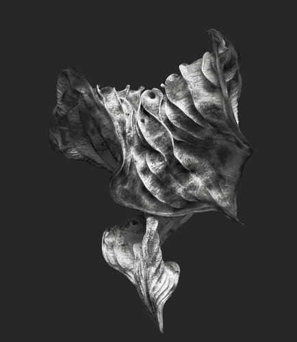 Zweite Schöpfung #126 par Sebastian Fink, Photographie en vente sur Singulart