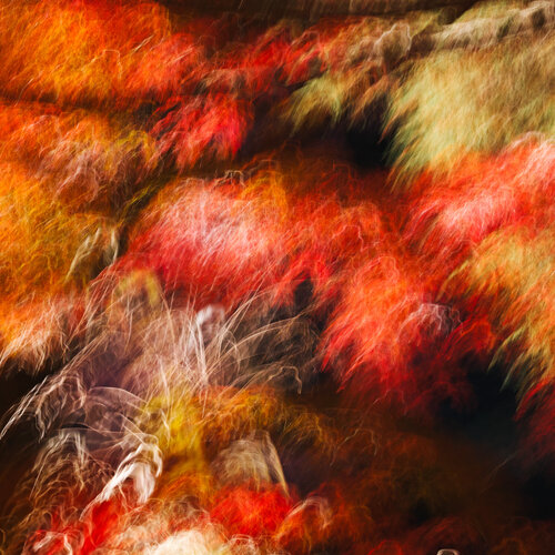 abstract (autumn leaves) no. 1 par Jiro Hiraike, Photographie en vente sur Singulart