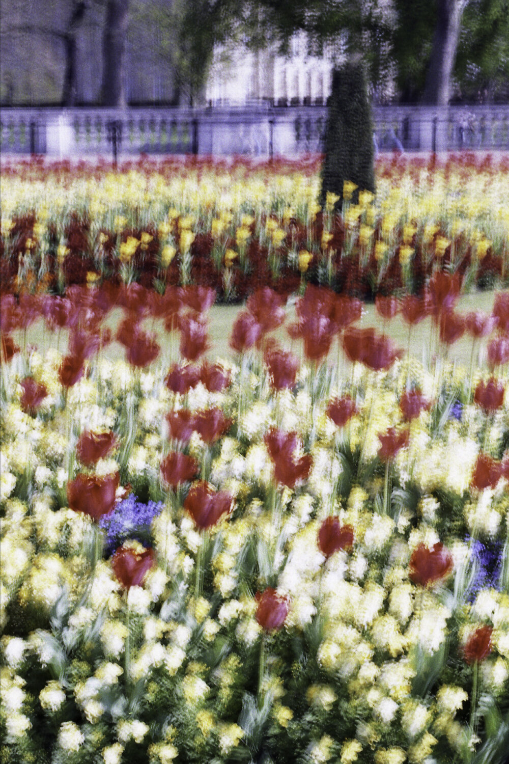 Flowers at Buckingham Palace Fabrizio Vinti