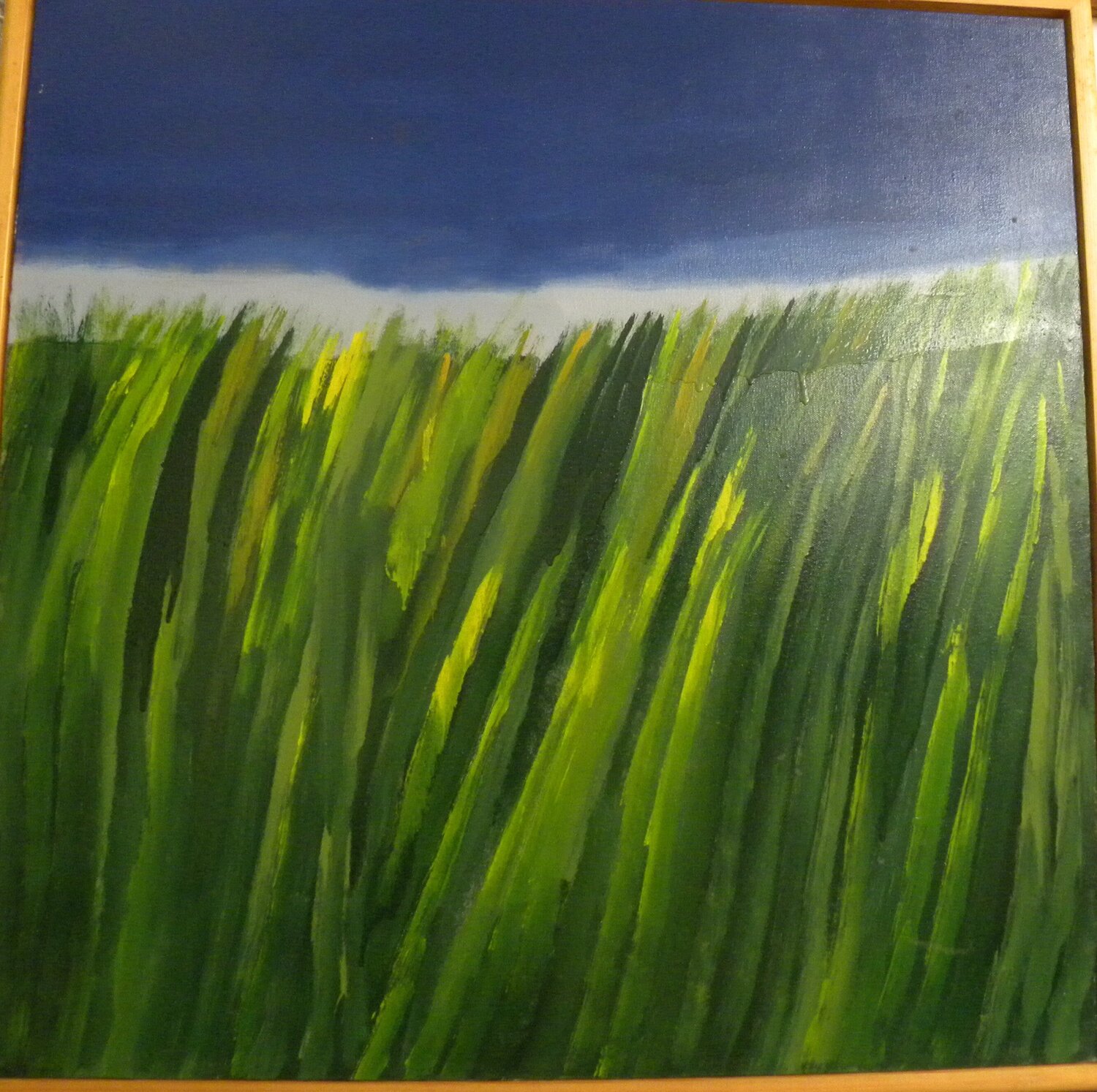 CAMPO DI GRANO IMMATURO Nicola Morea