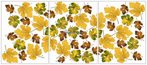 "Some Things Hidden (Fig Leaves)" van Bruce Eves, Fotografie te koop op Singulart