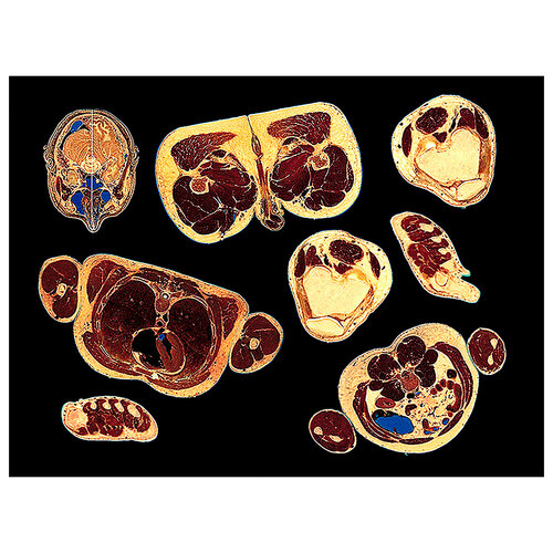 "Work # 570: Cuts of Meat" de Bruce Eves, Fotografía a la venta en Singulart