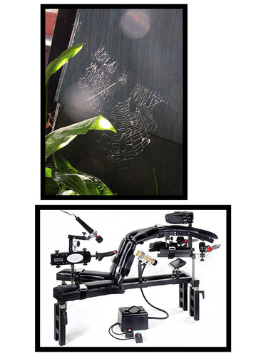 "Spider Web Sex Machine" de Bruce Eves, Fotografía a la venta en Singulart