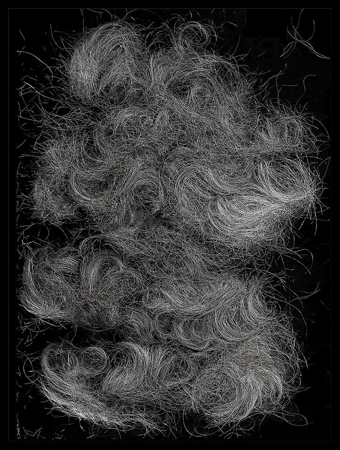 "Work # 816" June 20, 2020 (Frank Came Over and Cut My Hair)" Bruce Eves Fotografie zu verkaufen