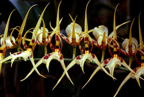 Brassia Lanceana von Gerald Leroy-Terquem, Fotografie kaufen auf Singulart