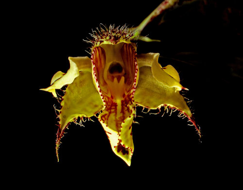 Dendrobium finisterrae. von Gerald Leroy-Terquem, Fotografie kaufen auf Singulart
