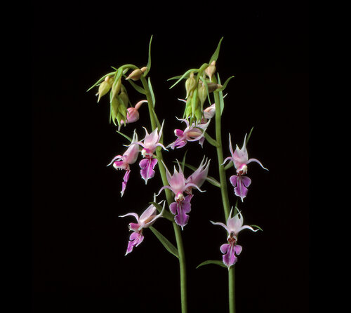 Calanthe reflexa von Gerald Leroy-Terquem, Fotografie kaufen auf Singulart