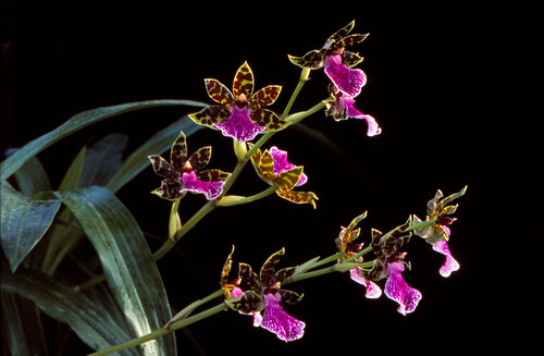 Zygopetalum BG White Stone, Hurst by Gerald Leroy-Terquem, Photography for Sale on Singulart