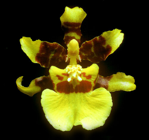 Oncidium sphacelatum von Gerald Leroy-Terquem, Fotografie kaufen auf Singulart