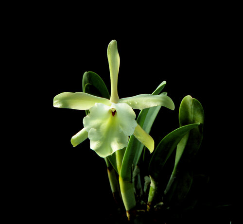 Brassavola glauca di Gerald Leroy-Terquem, Fotografia in vendita su Singulart