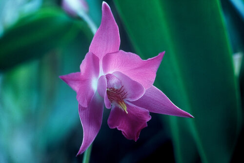 Lelia sp. von Gerald Leroy-Terquem, Fotografie kaufen auf Singulart