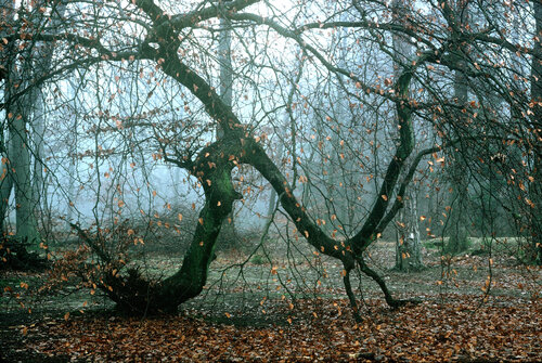 Hêtre tortillard  aux béquilles -1 by Gerald Leroy-Terquem, Photography for Sale on Singulart