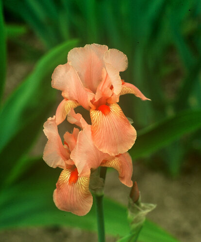 Iris Alexandrine di Gerald Leroy-Terquem, Fotografia in vendita su Singulart
