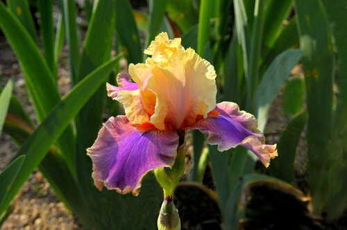 Iris Colette Thriller-Cayeux di Gerald Leroy-Terquem, Fotografia in vendita su Singulart