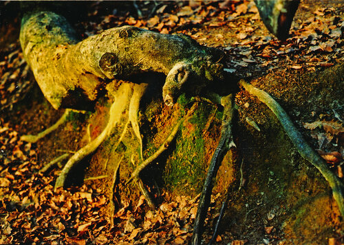 Hêtre tortillard aux racines multiples et à  tête d’animal di Gerald Leroy-Terquem, Fotografia in vendita su Singulart