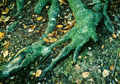 Hêtre tortillard aux pattes reptiliennes by Gerald Leroy-Terquem, Photography for Sale on Singulart