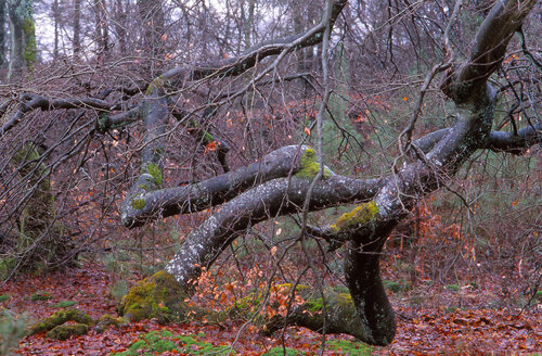 Le hêtre et la danseuse by Gerald Leroy-Terquem, Photography for Sale on Singulart