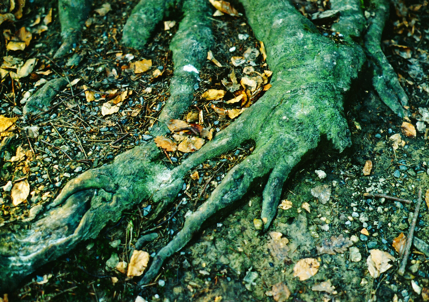 Hêtre tortillard aux pattes reptiliennes Gerald Leroy-Terquem Fotografie zu verkaufen