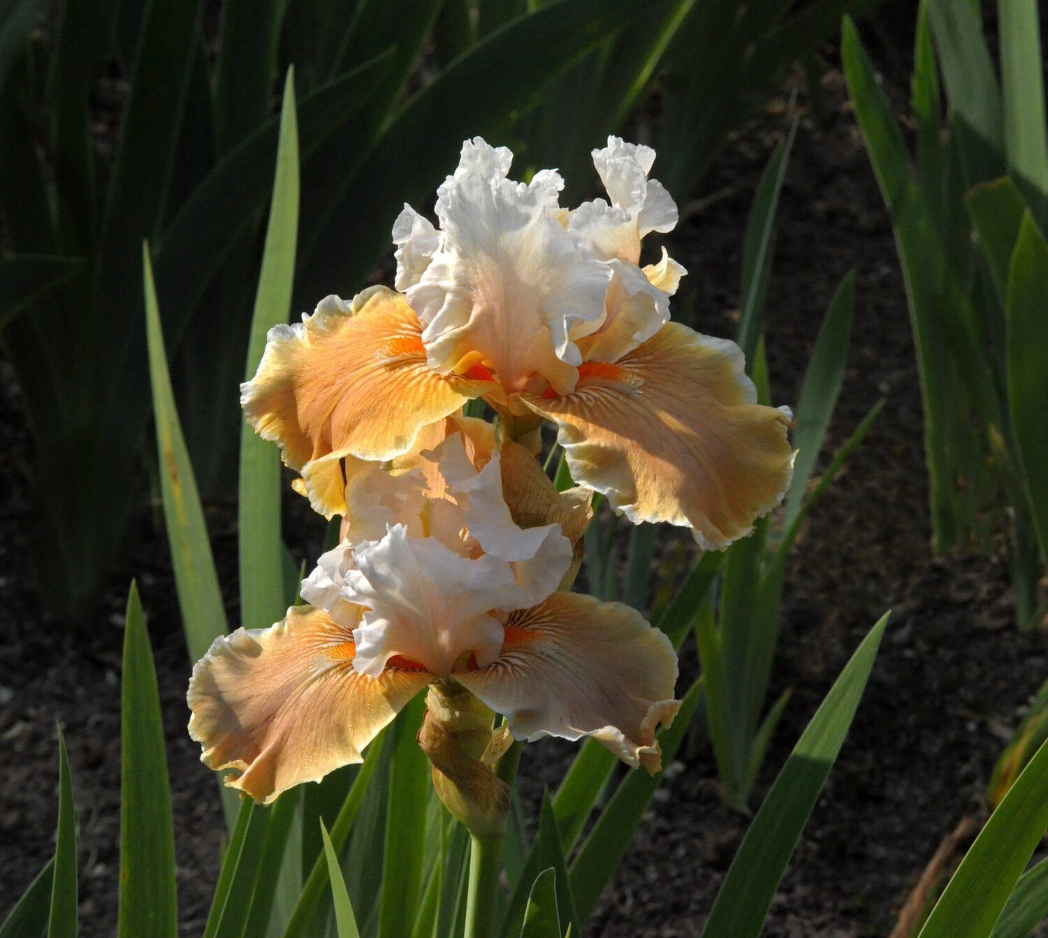 IRIS Fondation Van Gogh (Anfosso 1990) Gerald Leroy-Terquem Fotografie zu verkaufen