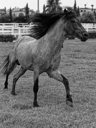 Cheval Barbe Maroc 3 de Pierre Piton, Fotografía a la venta en Singulart