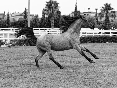 Cheval Barbe Maroc 5 de Pierre Piton, Fotografía a la venta en Singulart