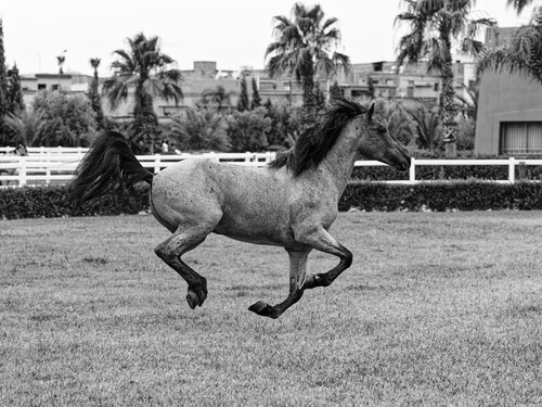 Cheval Barbe Maroc 6 de Pierre Piton, Fotografía a la venta en Singulart