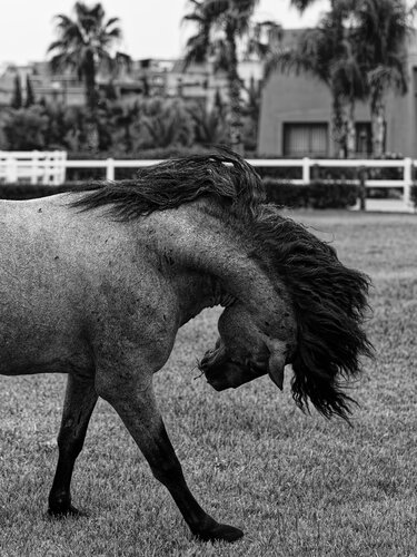 Chaval Barbe Maroc 7 de Pierre Piton, Fotografía a la venta en Singulart
