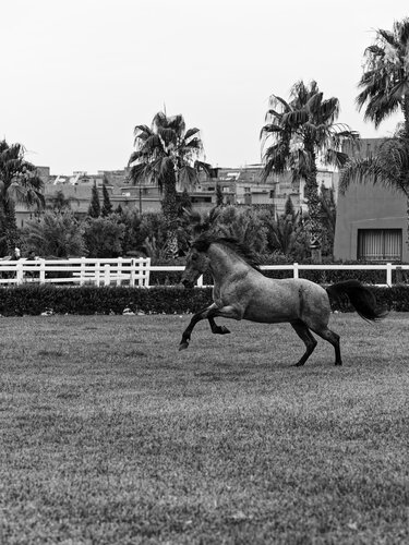 Cheval Barbe Maroc 8 de Pierre Piton, Fotografía a la venta en Singulart