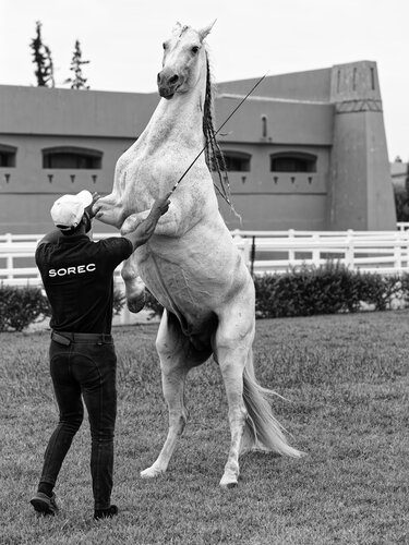 Cheval Barbe Maroc 9 de Pierre Piton, Fotografía a la venta en Singulart