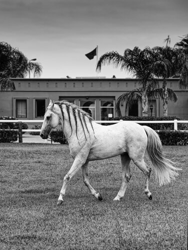 Cheval Barbe Maroc 10 de Pierre Piton, Fotografía a la venta en Singulart