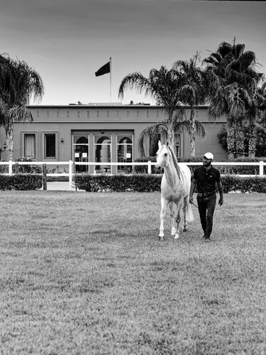 Cheval Barbe Maroc 11 di Pierre Piton, Fotografia in vendita su Singulart