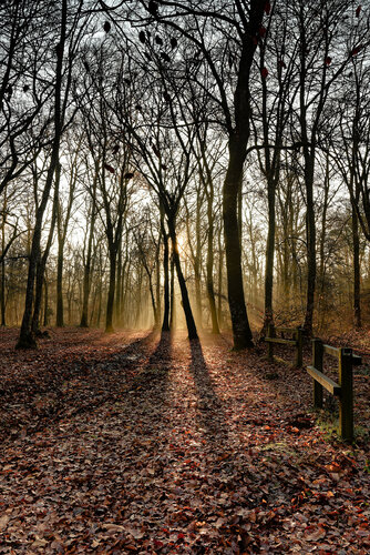 Tressé 3 van Pierre Piton, Fotografie te koop op Singulart