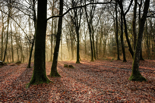 Tressé 4 van Pierre Piton, Fotografie te koop op Singulart