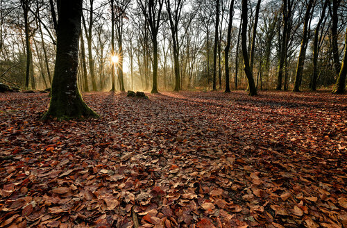 Tressé 6 par Pierre Piton, Photographie en vente sur Singulart