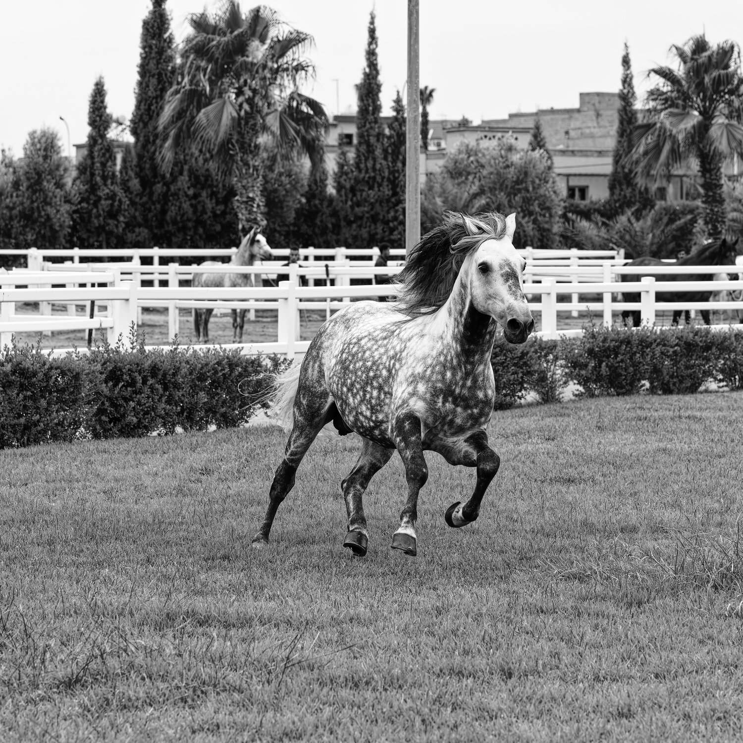 Cheval Barbe Maroc 1 Pierre Piton