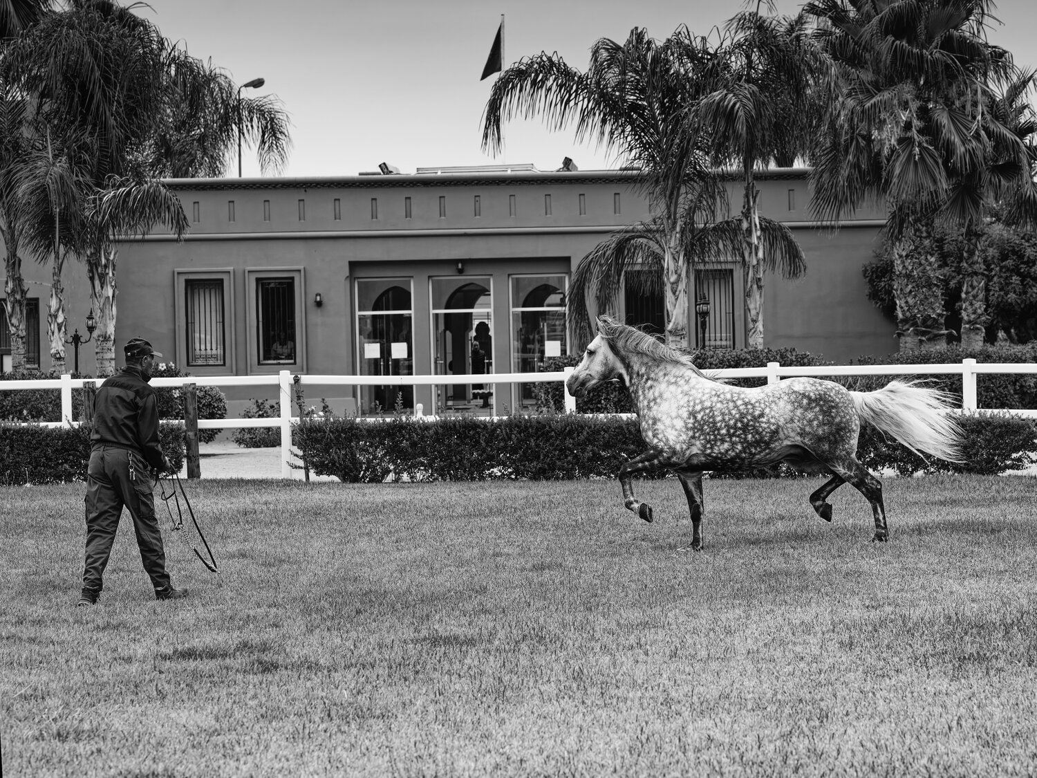 Cheval Barbe Maroc 2 Pierre Piton