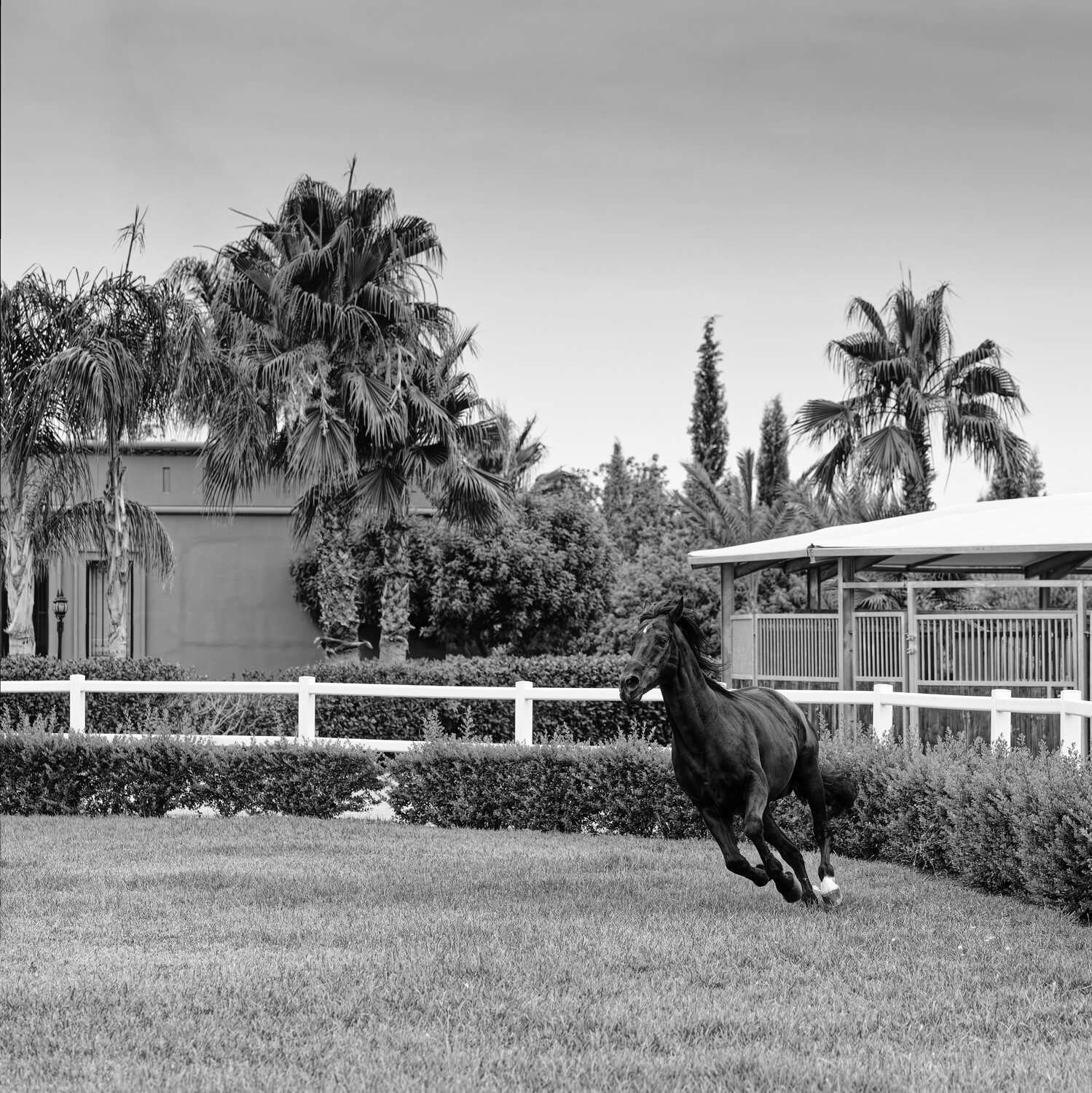 Cheval Barbe Maroc 12 Pierre Piton