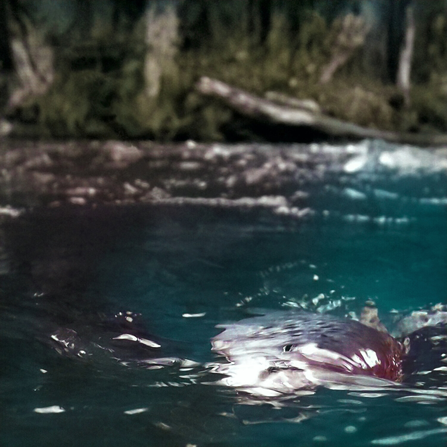 Fly Fishing Moment Mst.in Marlies Getz Fotografie zu verkaufen